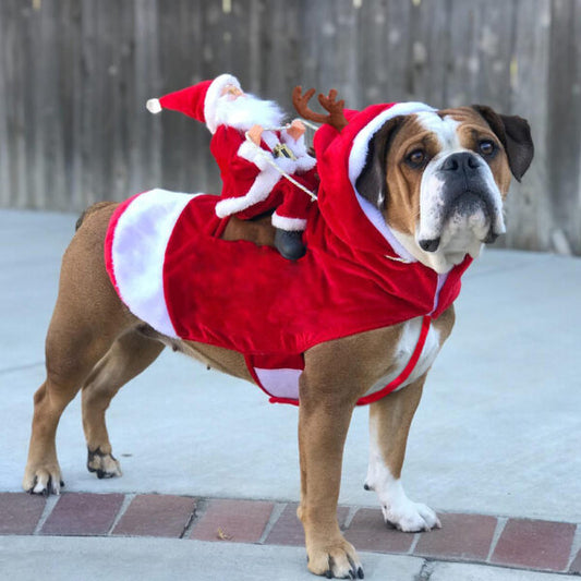 Kerstoutfit voor Honden – Stijlvolle en Warme Kleding voor de Feestdagen